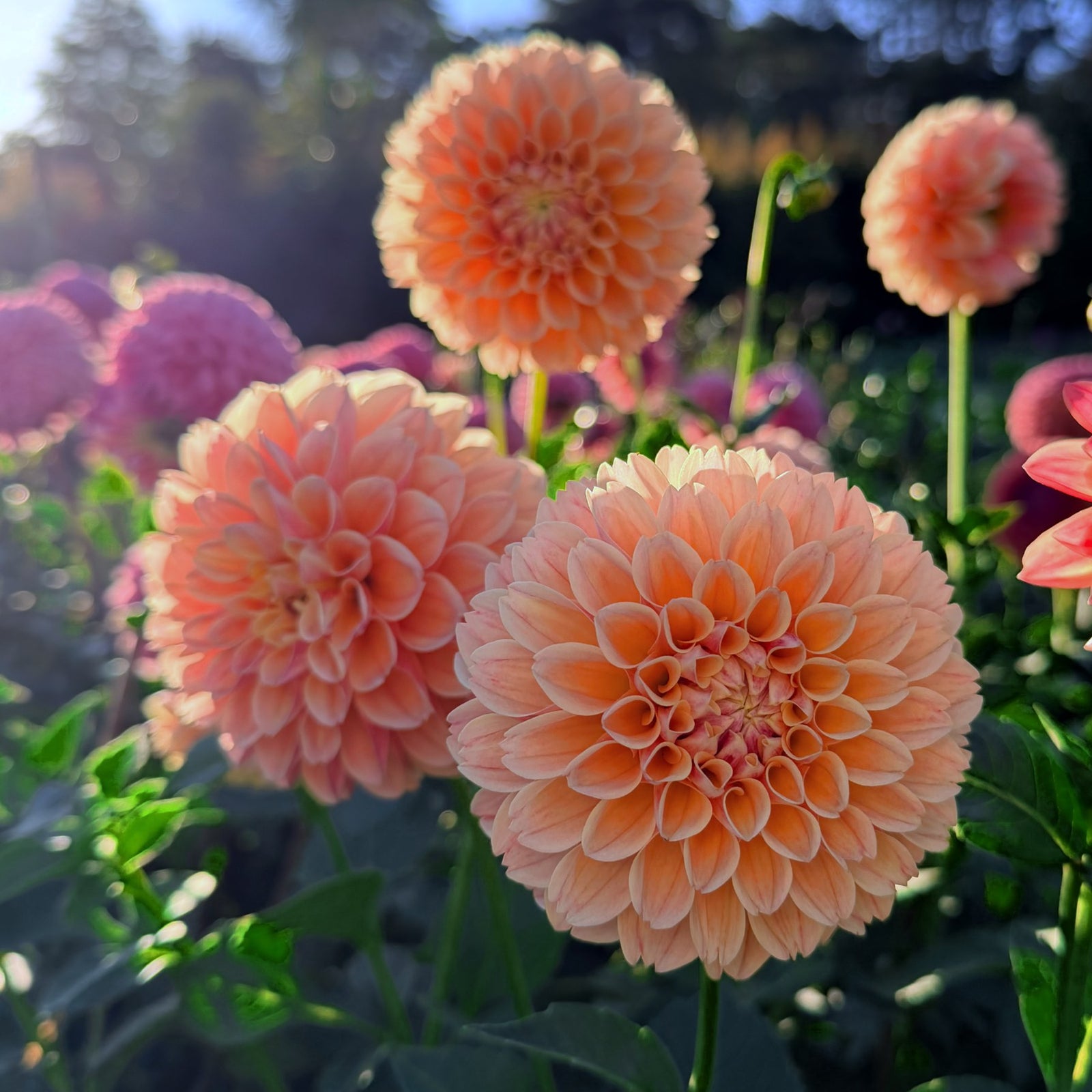 Sweet Suzanne dahlia flower — Lazywood Blooms