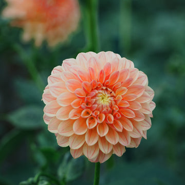 Sweet Suzanne dahlia flower — view 2