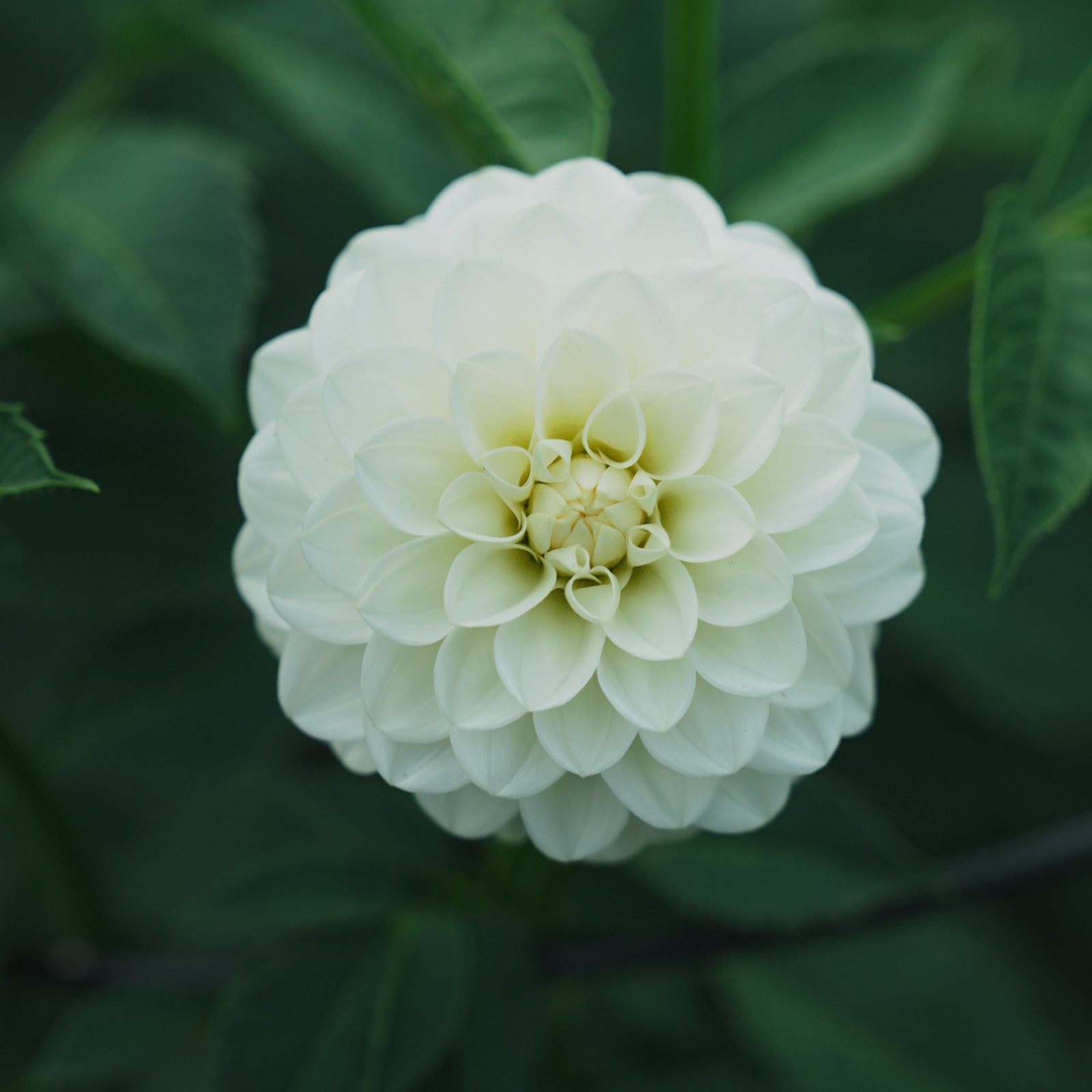 White Aster dahlia flower — Lazywood Blooms