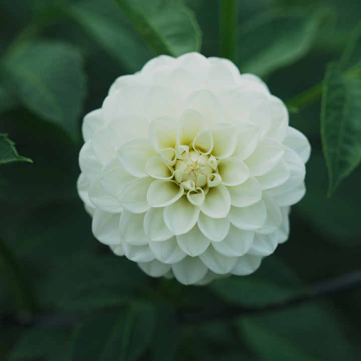 White Aster dahlia flower — Lazywood Blooms