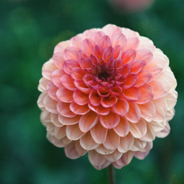 Wine Eyed Jill dahlia flower — Lazywood Blooms