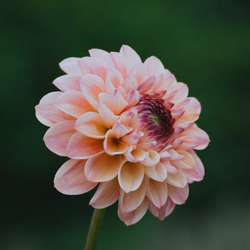 Wine Eyed Jill dahlia flower — view 2