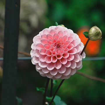 Wizard of Oz dahlia flower — Lazywood Blooms