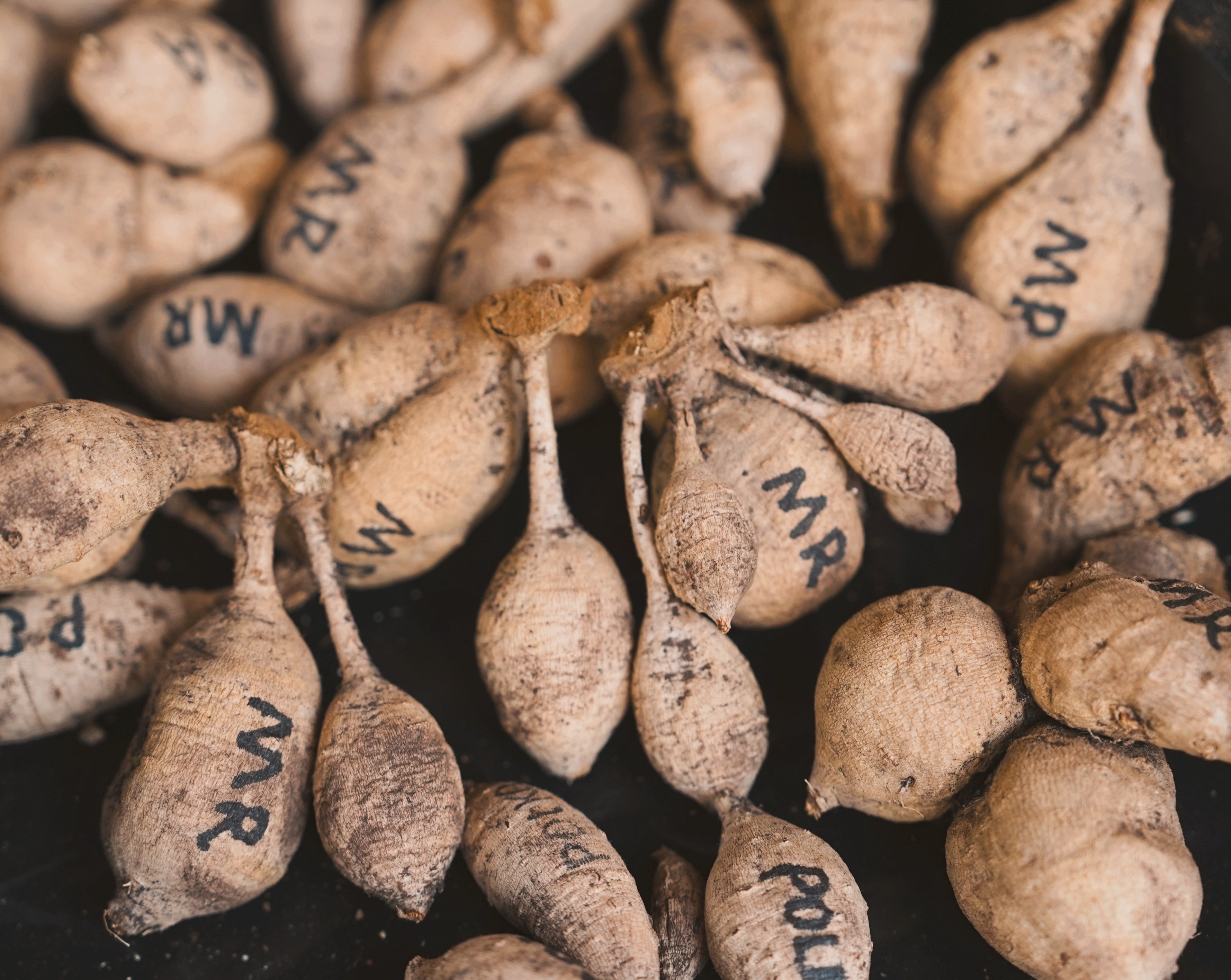 Tuber clumps